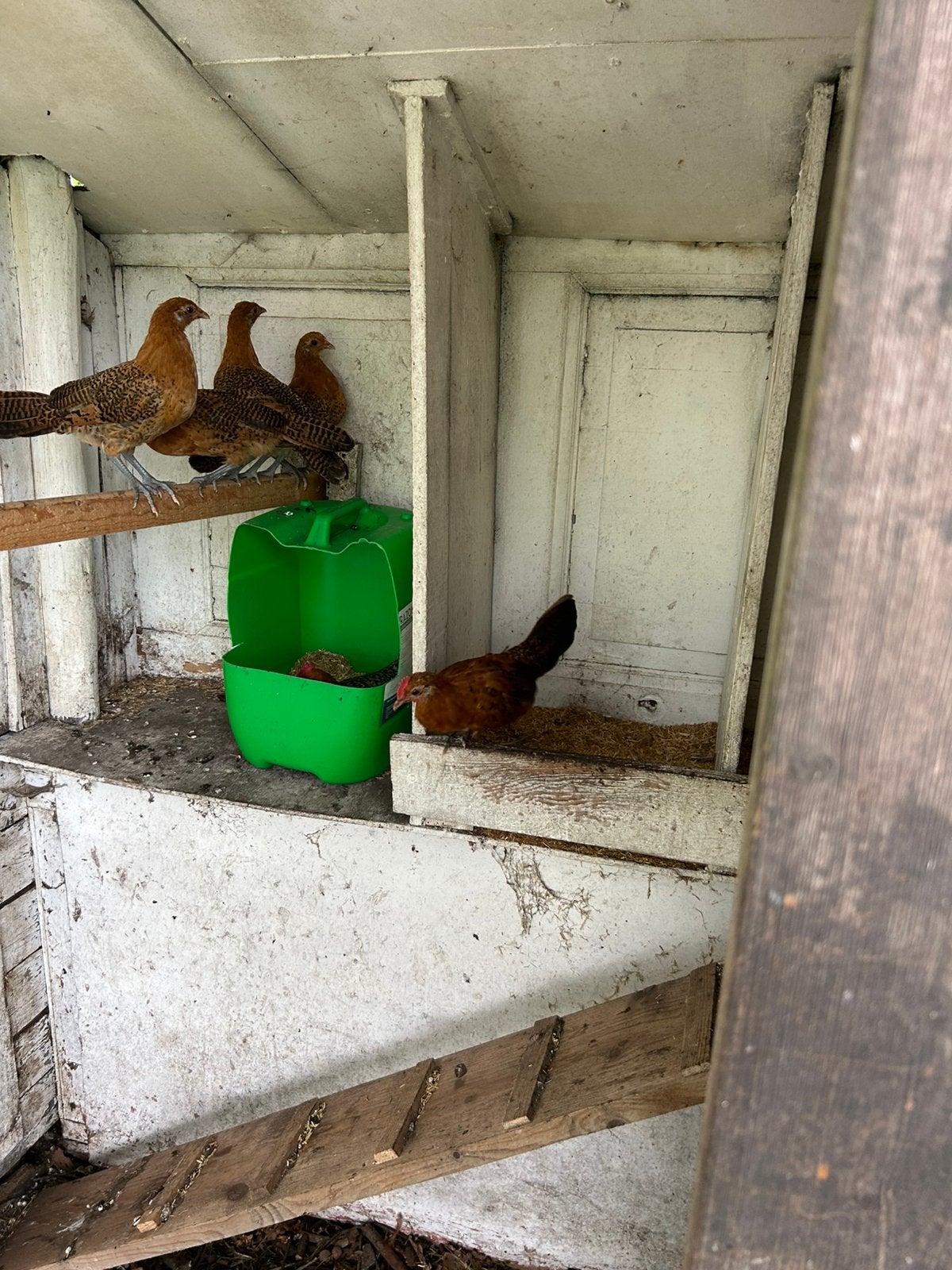 6 Friezegoudpel kriel hennen  te koop en 3 gratis hanen, Dieren en Toebehoren, Meerdere dieren