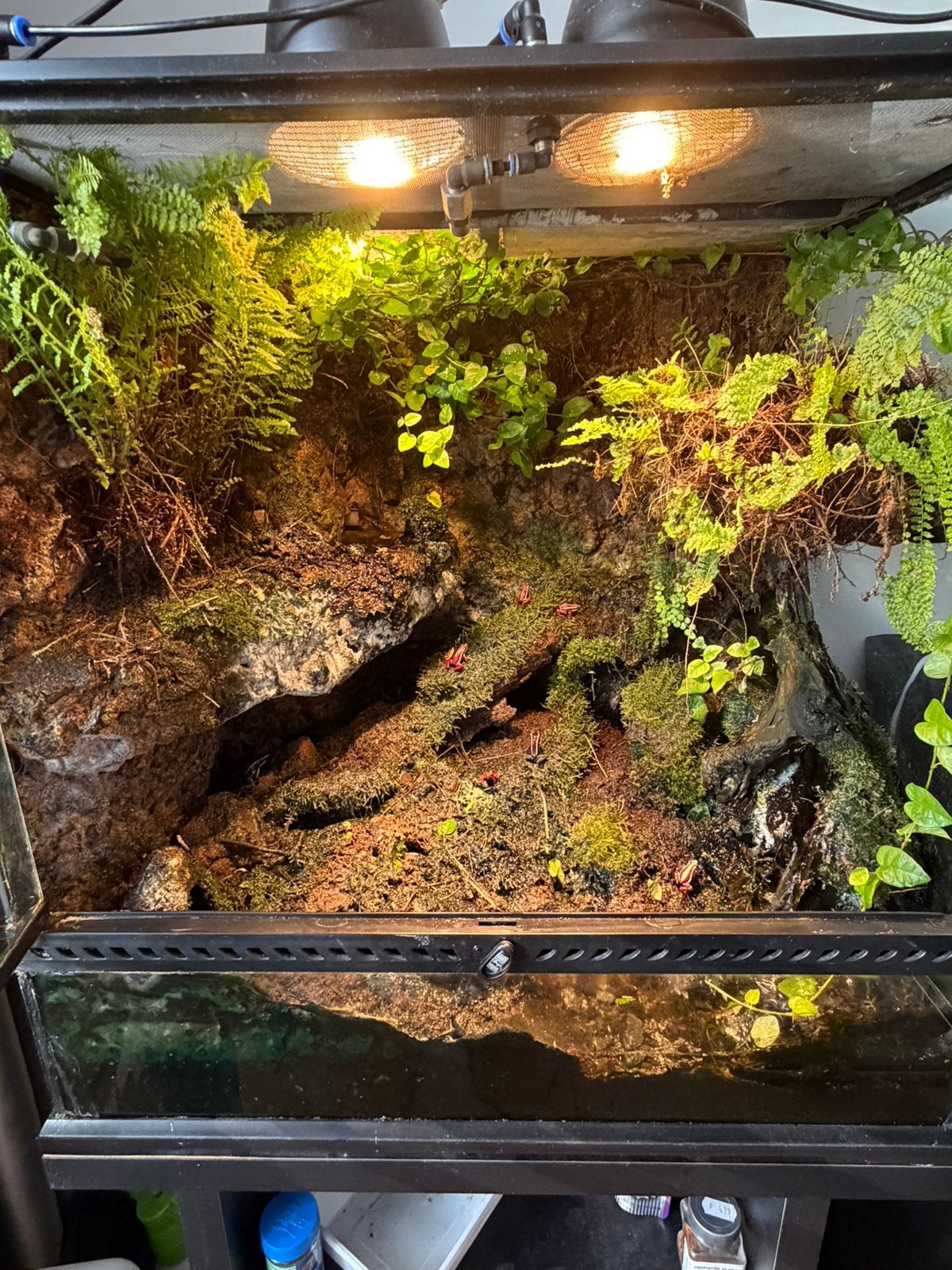 Complete Exo Terra 60x60 gifkikkerbak incl. kikkers & kast, Dieren en Toebehoren, Reptielen en Amfibieën | Toebehoren, Ophalen
