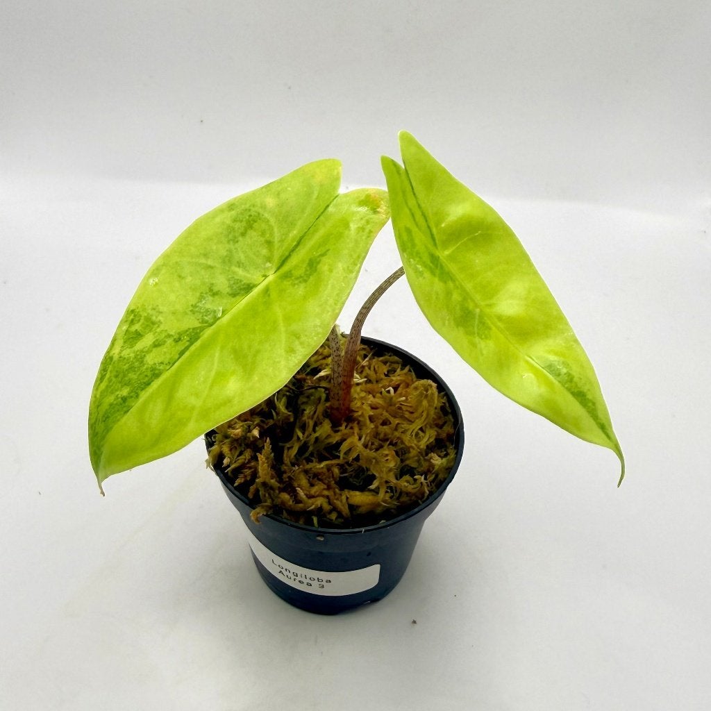 Alocasia Longiloba Aurea Variegata, Huis en Inrichting, Kamerplanten, Verzenden, Halfschaduw, Minder dan 100 cm