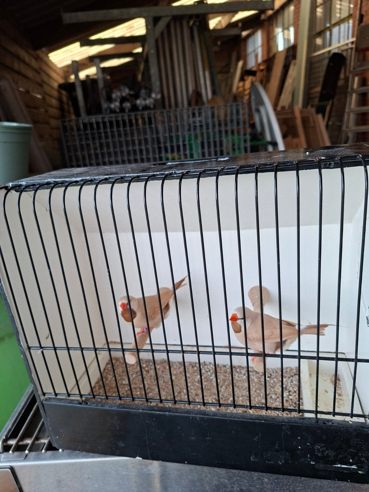 spitsstaartamadine spitsstaart, Dieren en Toebehoren, Meerdere dieren