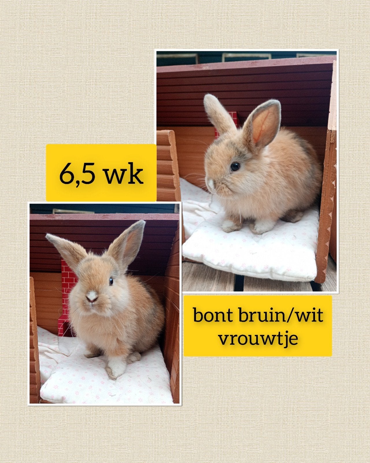 Prachtig bont bruin vrouwtje lief, tam en zindelijk!!!, Dieren en Toebehoren, Vrouwelijk, Dwerg, Hangoor, 0 tot 2 jaar