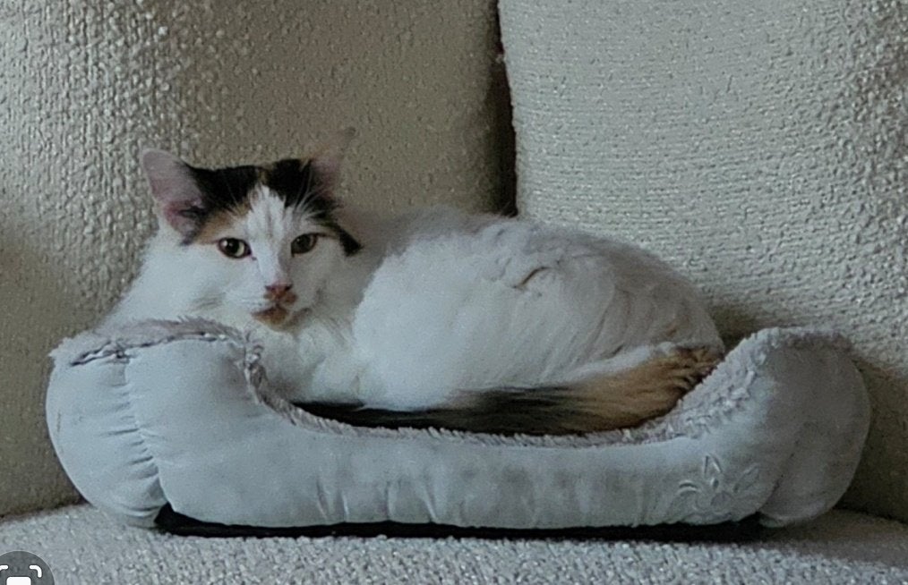 Maincoon poes, Poes, 6 jaar of ouder
