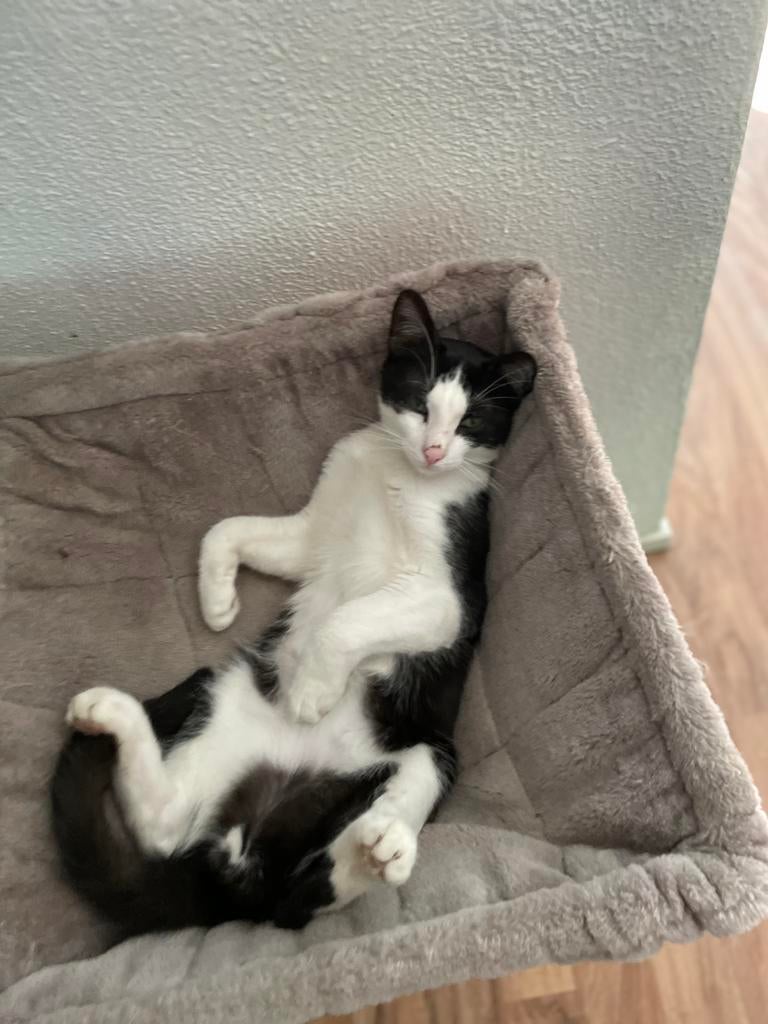 Mike bijna 7 mnd oud super lief  bij gastgezin in Amsterdam, Dieren en Toebehoren, Katten en Kittens | Overige Katten, Kater
