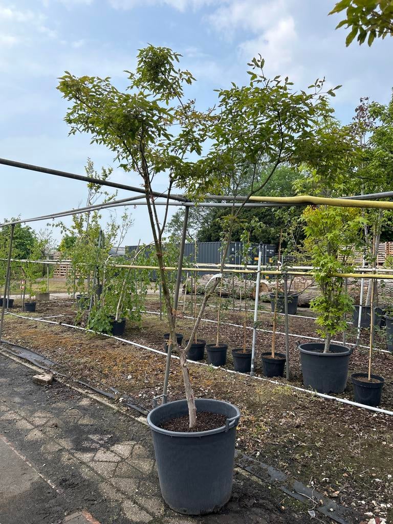 Acer griseum - Papieresdoorn met prachtige bast, Tuin en Terras, Planten | Bomen, Overige soorten, Lente, 250 tot 400 cm, Ophalen