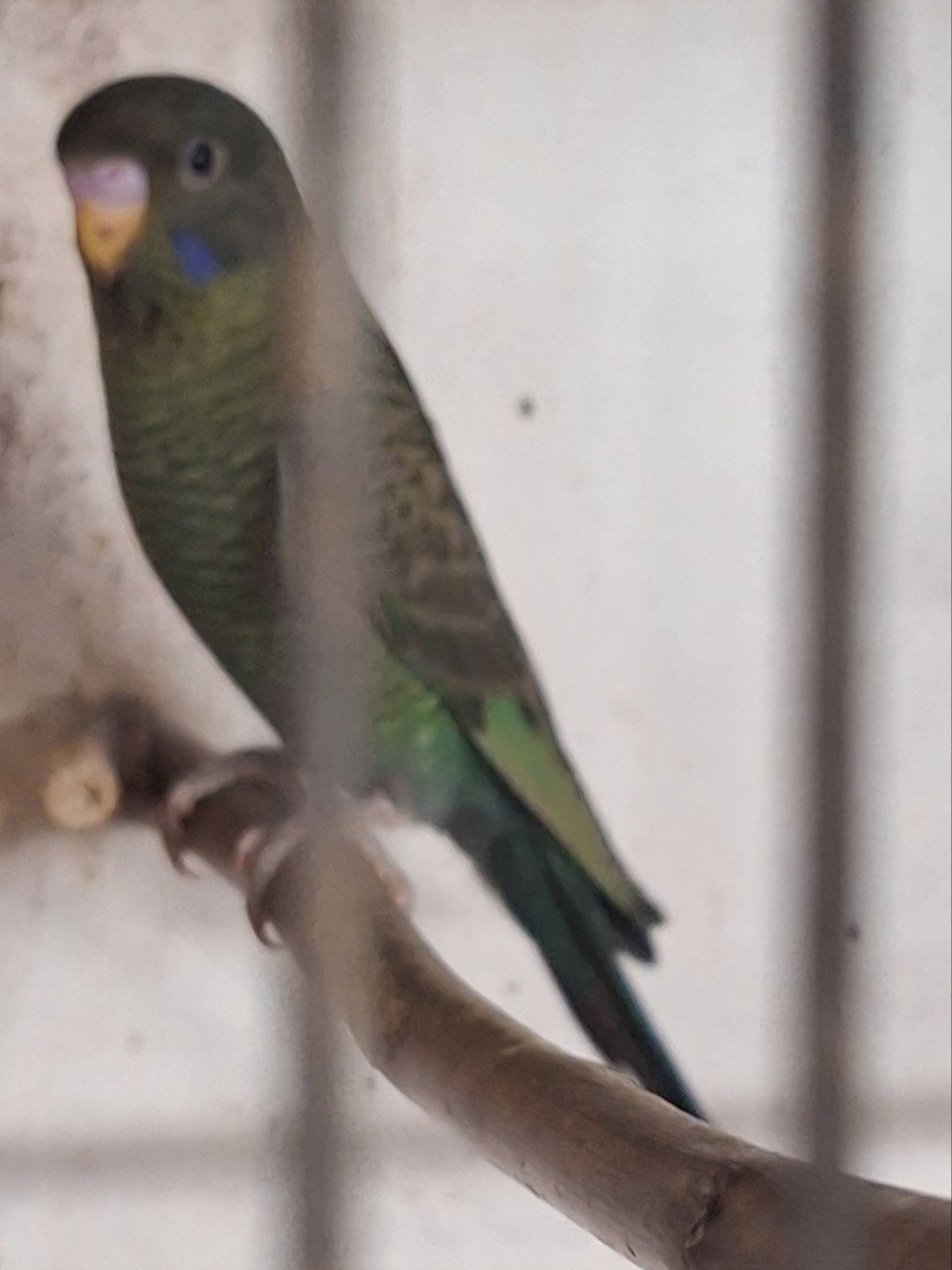 jonge blackwing blackface, Dieren en Toebehoren