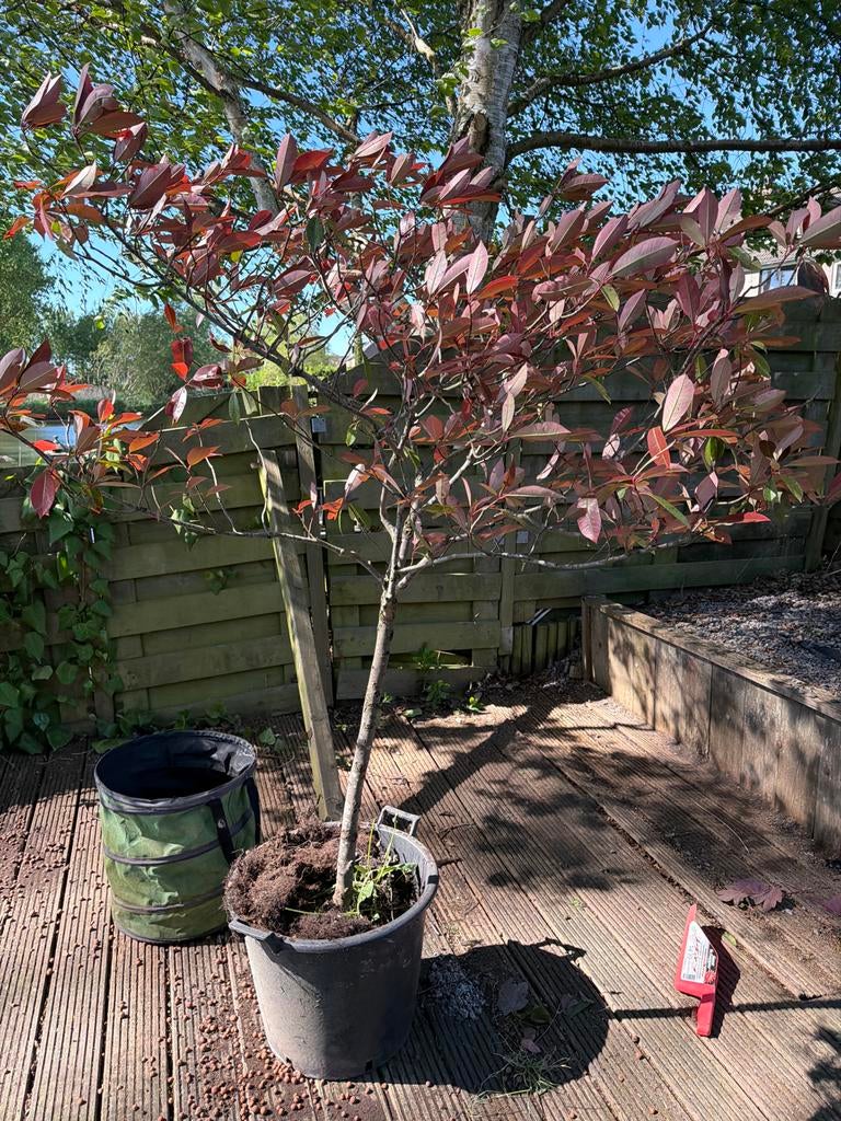 Glansmispel (Photinia fraseri 'Red Robin') boom, Volle zon, Vaste plant, Lente, Ophalen
