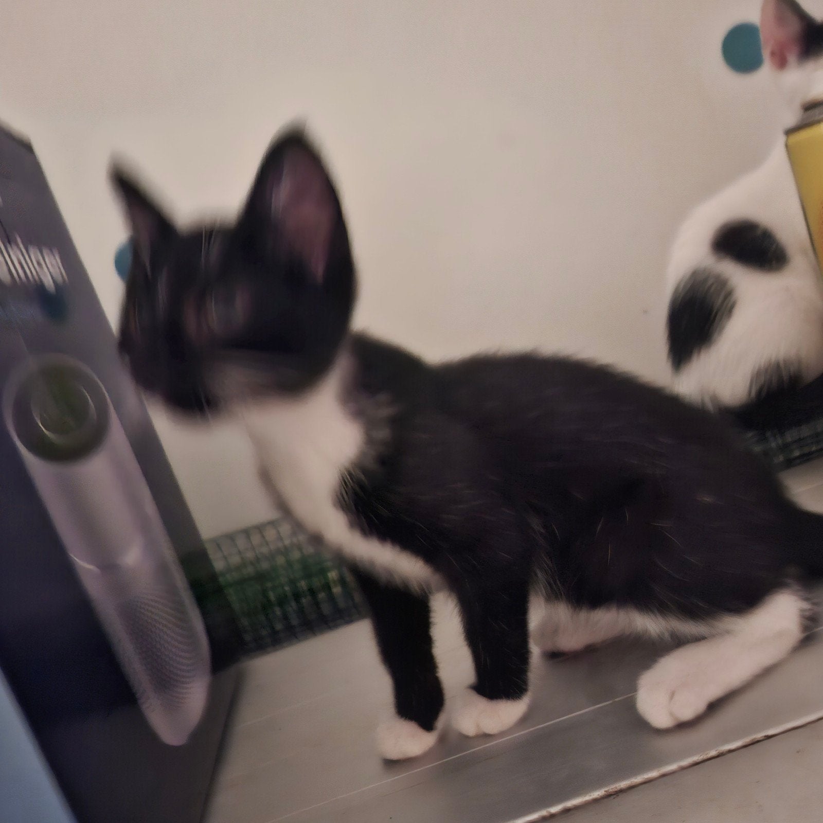 kittens, 0 tot 2 jaar