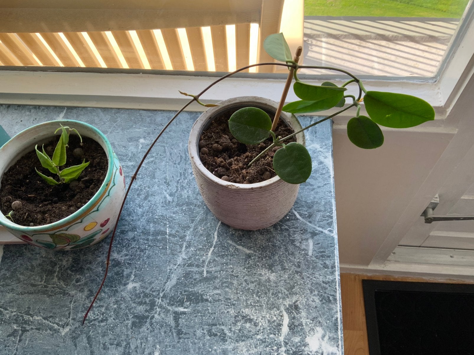 Hoya plantjes, Huis en Inrichting, Ophalen, Halfschaduw, Minder dan 100 cm