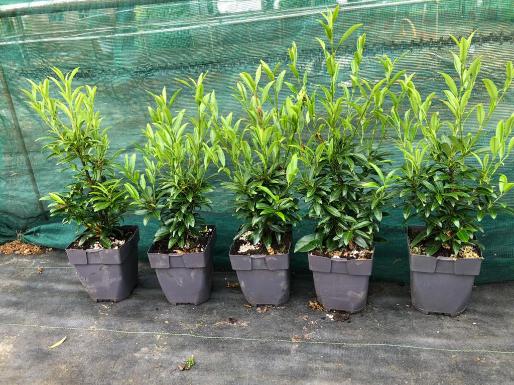 Laurier Sofia ( buxus vervanger 50 cm.) NU IN DE AANBIEDING!, Ophalen, Laurier, Haag, Minder dan 100 cm