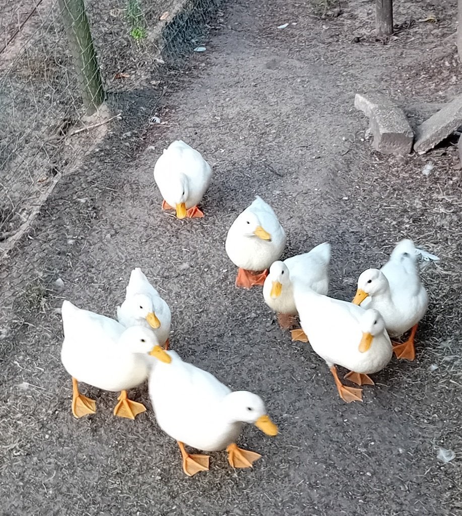 Eenden witte kwakers, Dieren en Toebehoren, Meerdere dieren, Eend