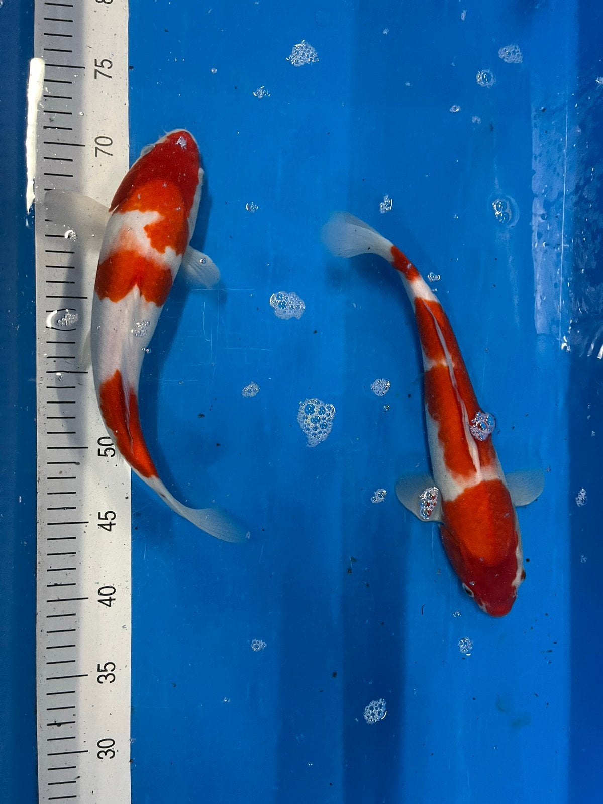 Kohaku koi, Dieren en Toebehoren, Karper of Koi