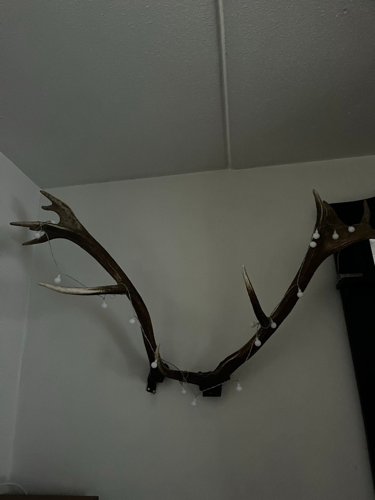 Grote hertengeweien met steunen voor aan de muur, Ophalen, Gebruikt, Landelijk, Natuurlijk materiaal