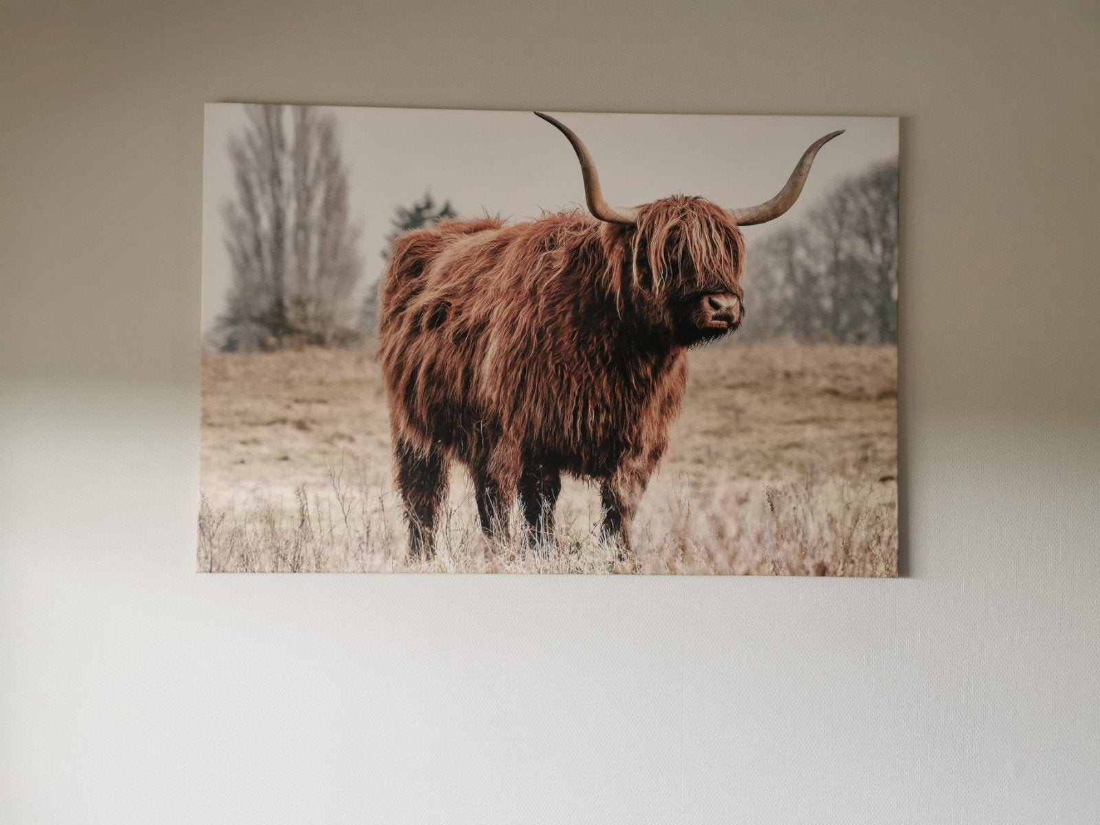 Gaaf XXL Canvas Schilderij van Schotse Hooglander, Ophalen, Zo goed als nieuw, Schilderij