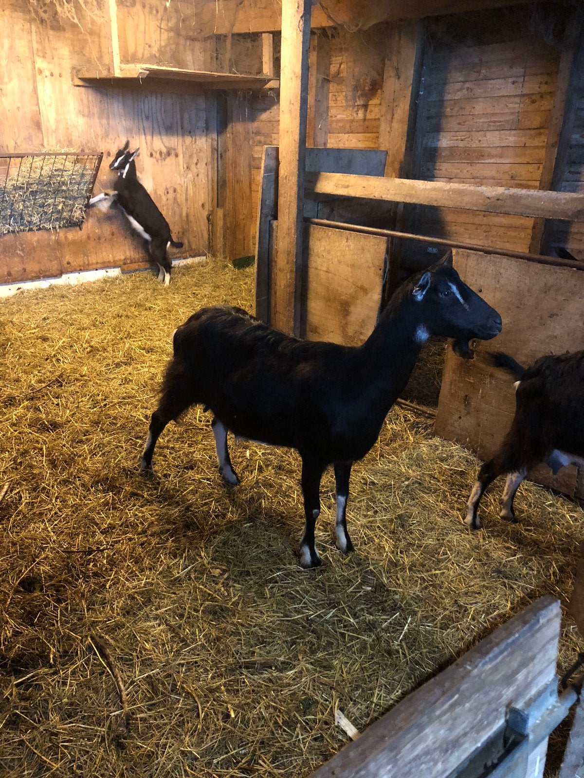 Prachtige poitevine geiten sikken melkgeiten, Dieren en Toebehoren, Schapen, Geiten en Varkens, Vrouwelijk, Geit