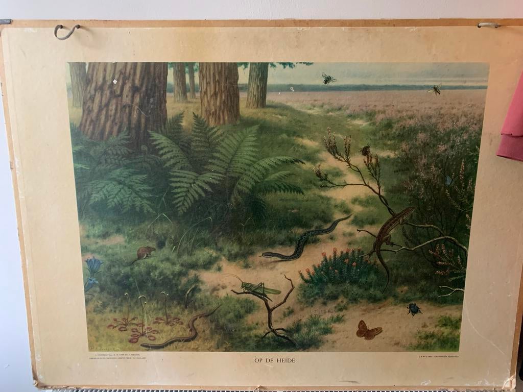 Schoolplaat op de heide, Ophalen of Verzenden, Natuur en Biologie