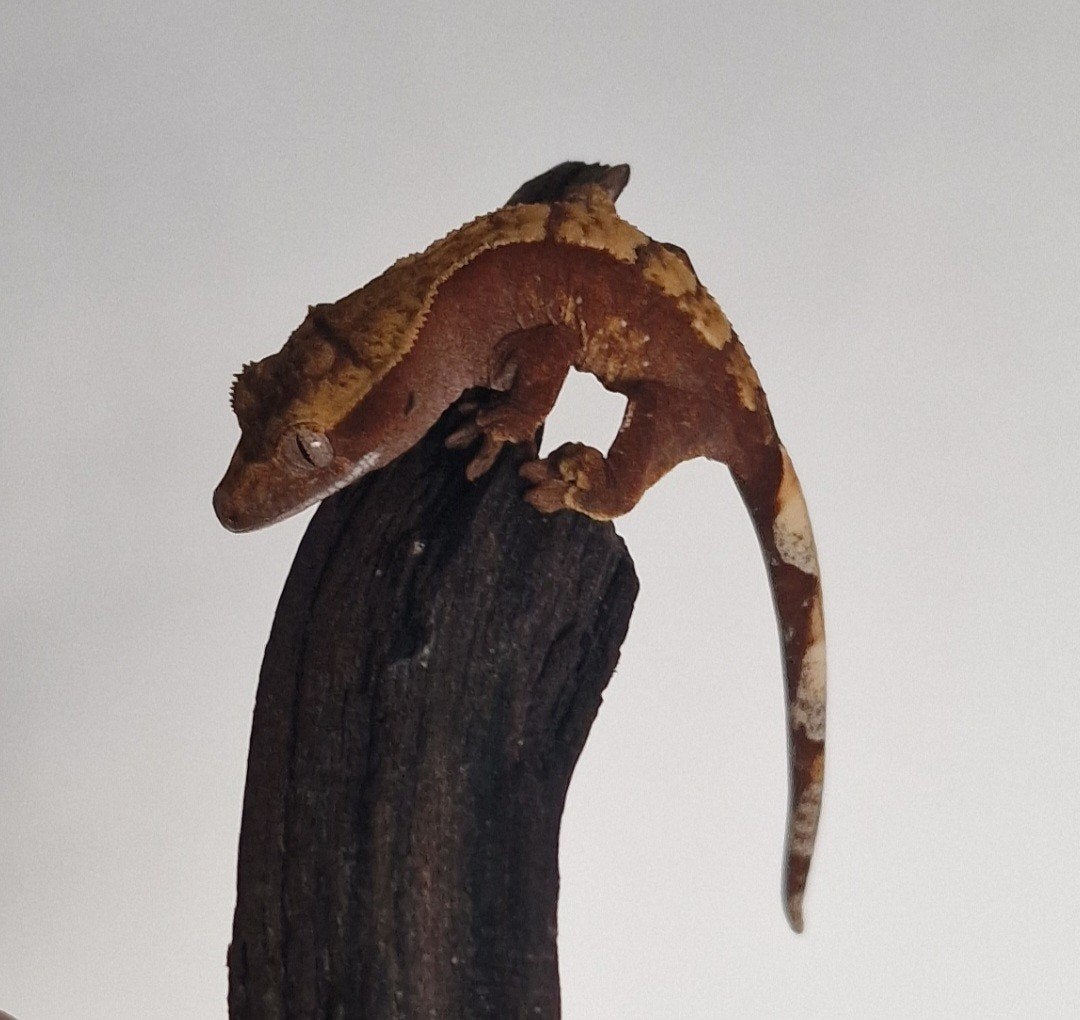 harlequin wimper gekko Crested Gecko - unknown for sale from Jeffrey