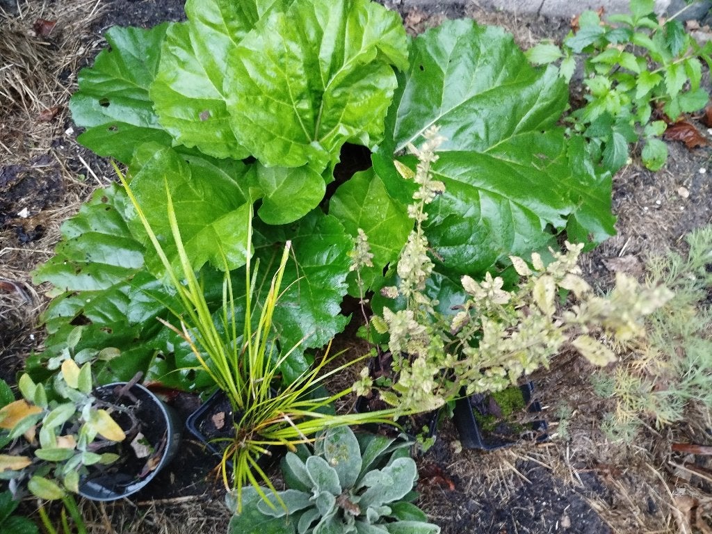 Rabarber en 4 kruiden, Tuin en Terras, Ophalen, Vaste plant, Groenteplanten, Volle zon