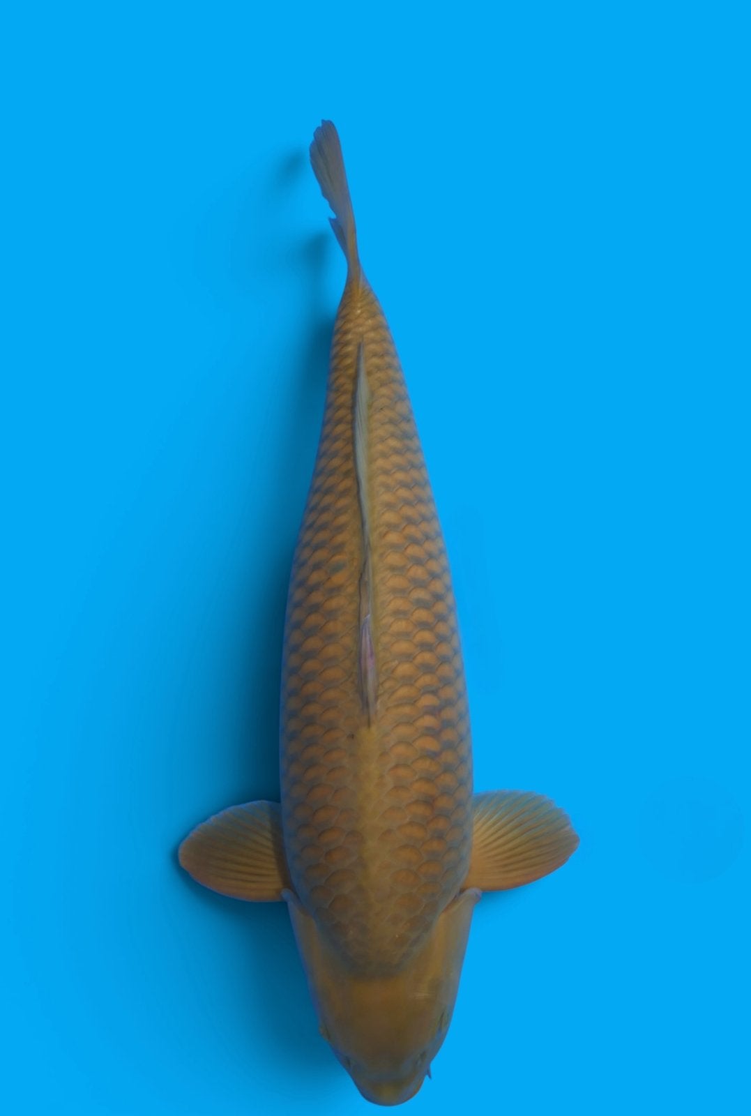 Chagoi VEILING F 65 cm VANAVOND 20.00hr TELEGRAM HEESCHKOI, Karper of Koi