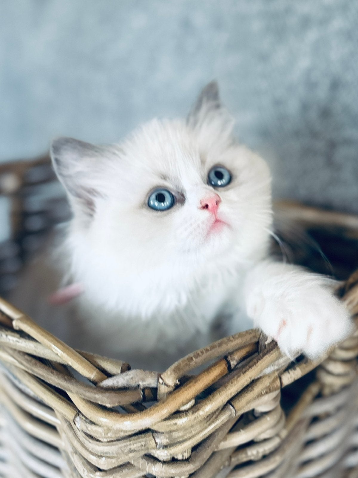 5 lieve Ragdoll kittens, Dieren en Toebehoren, Katten en Kittens | Raskatten | Langhaar, Meerdere dieren, Met stamboom, 0 tot 2 jaar