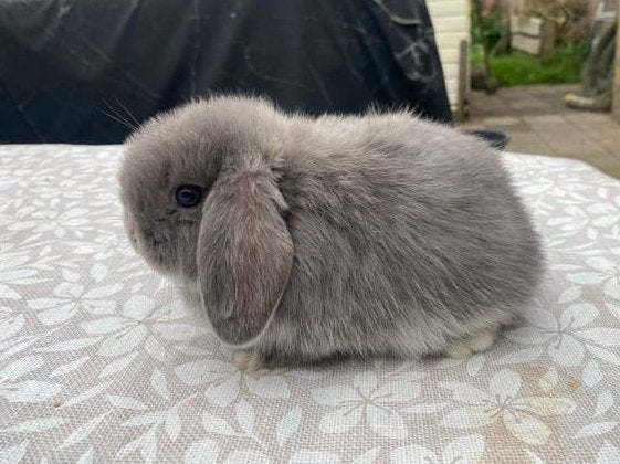 Mega knap compact raszuiver minilop rammetje lilac fox VC, Mannelijk, Dwerg, Hangoor, 0 tot 2 jaar