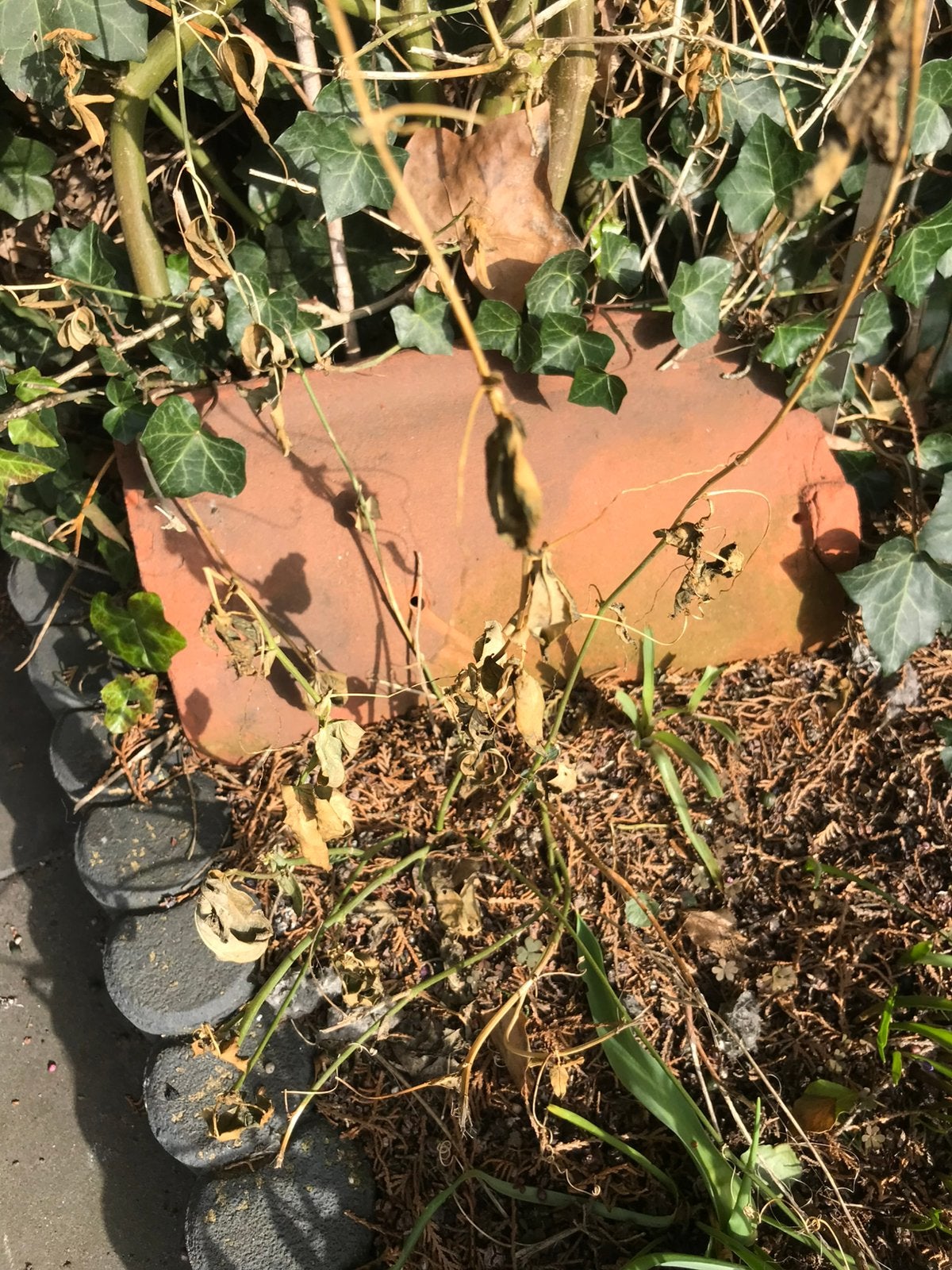 Passie bloem, Tuin en Terras, Ophalen of Verzenden, Overige soorten, Volle zon