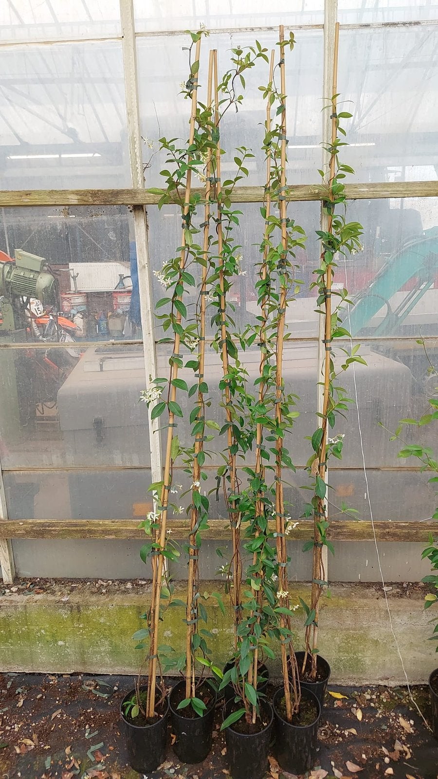 Toscaanse jasmijnen kleur wit lang 175/200cm 35 st 12.50 pst, Ophalen, Volle zon, Vaste plant, Klimplanten