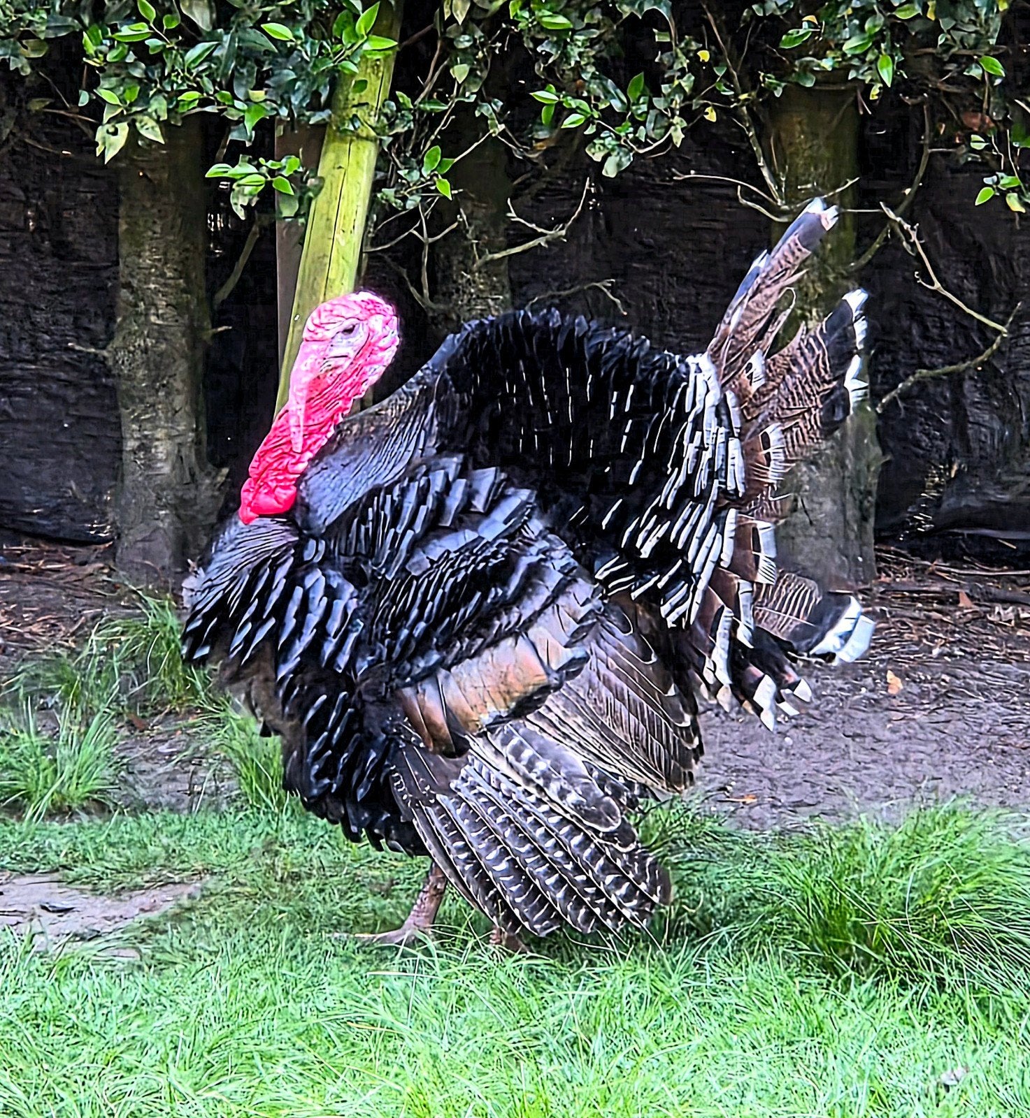 Koppel kalkoenen, Dieren en Toebehoren, Pluimvee, Meerdere dieren, Kalkoen