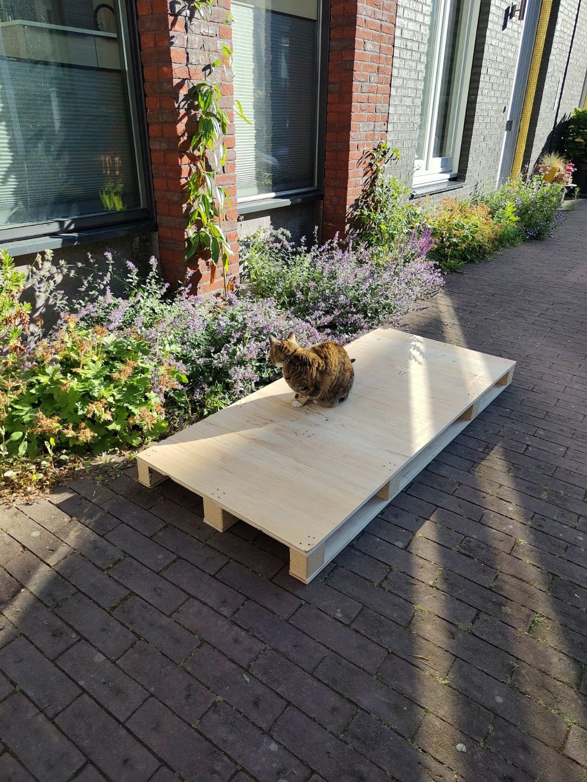 Stevige houten pallet 161x71cm, Ophalen, Nieuw