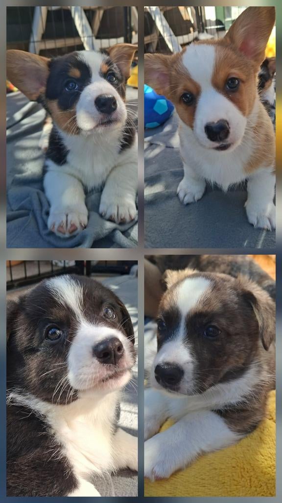 Mooie Welsh Corgi Cardigan Pups., Overige rassen, 8 tot 15 weken, Meerdere, Meerdere dieren