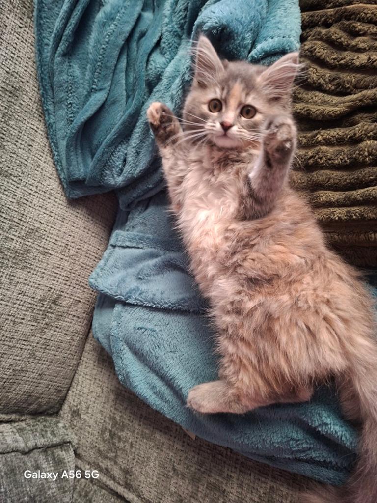 Te koop  geweldige Maine Coon prinsesje 😻💞, Meerdere dieren, Ontwormd, 0 tot 2 jaar