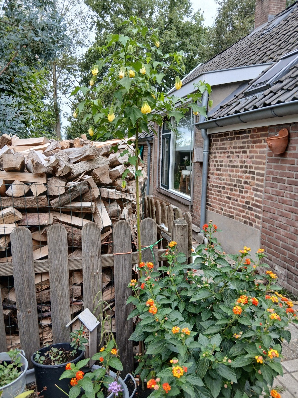 Abutilon op stam rond de 1.75 hoog, Ophalen, Zomer, Overige soorten, Halfschaduw