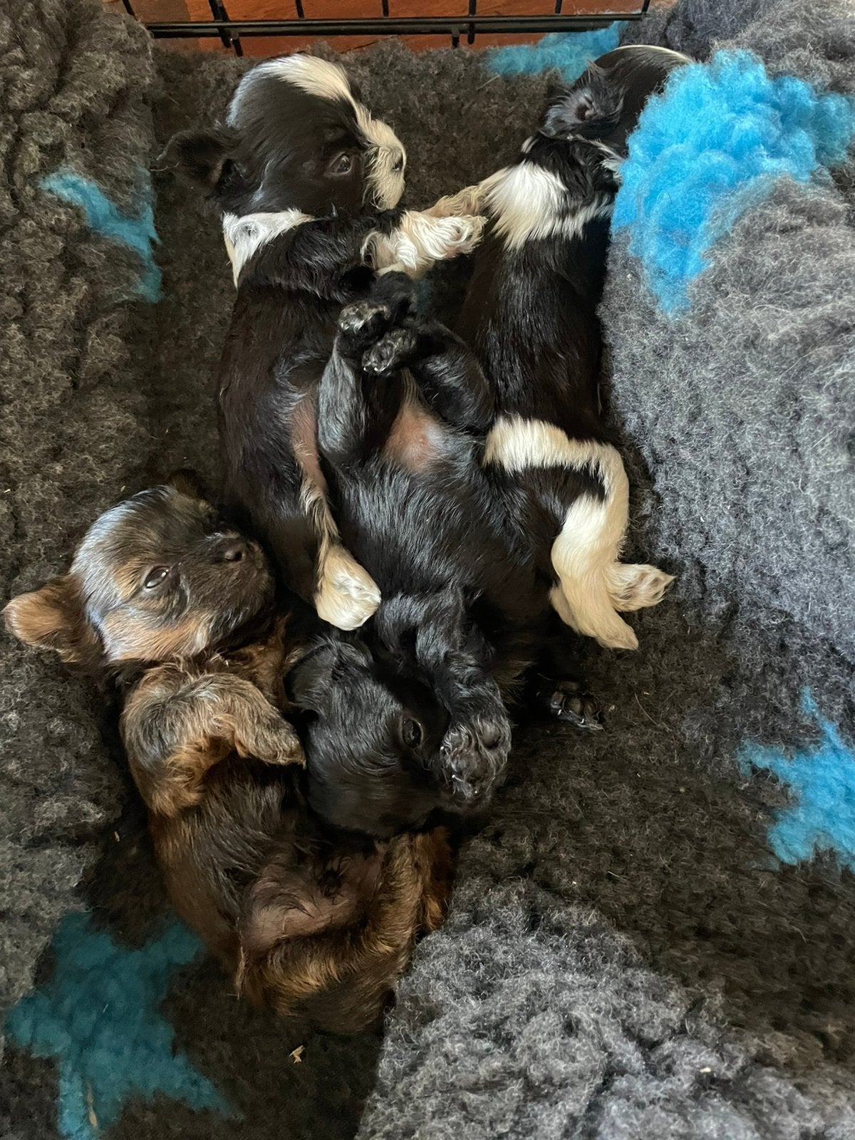 Lieve boomer pups., Parvo, Reu, 8 tot 15 weken, Meerdere