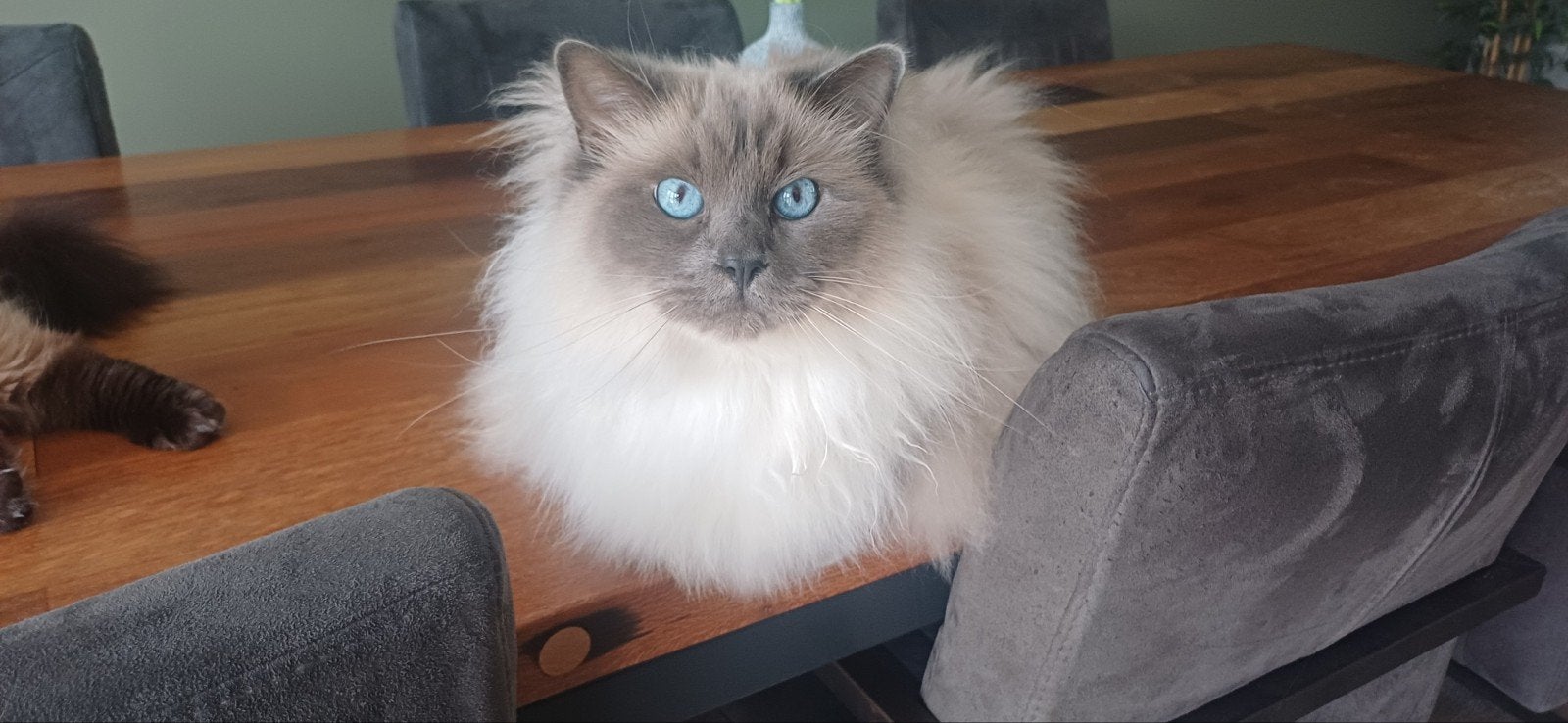 Kruising Heilige Birmaan, Ragdoll, Kater