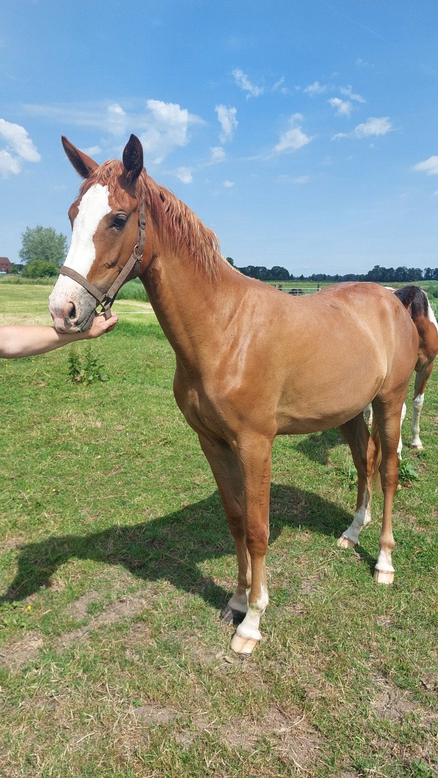 Spring paard, Dieren en Toebehoren, Paarden, Merrie, Springpaard, Met stamboom, Niet van toepassing