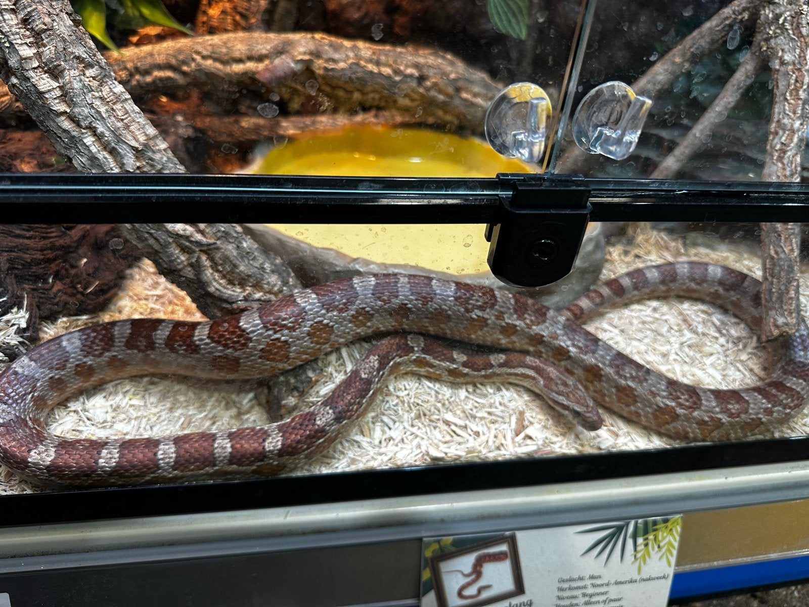 Pantherophis guttatus - Rode rattenslang Corn Snake photo 3