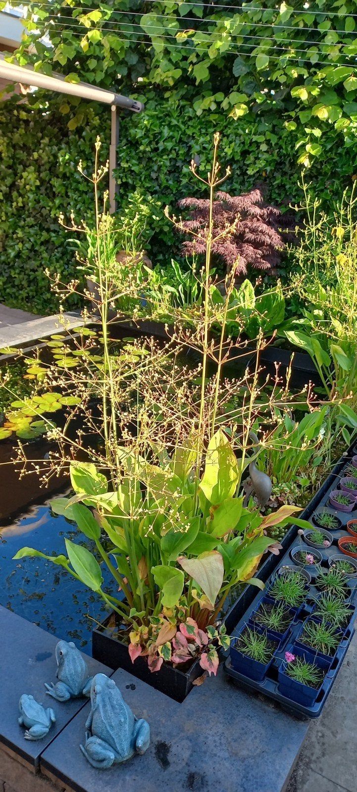 Vijverplanten, moerasplant waterweegbree., Ophalen of Verzenden