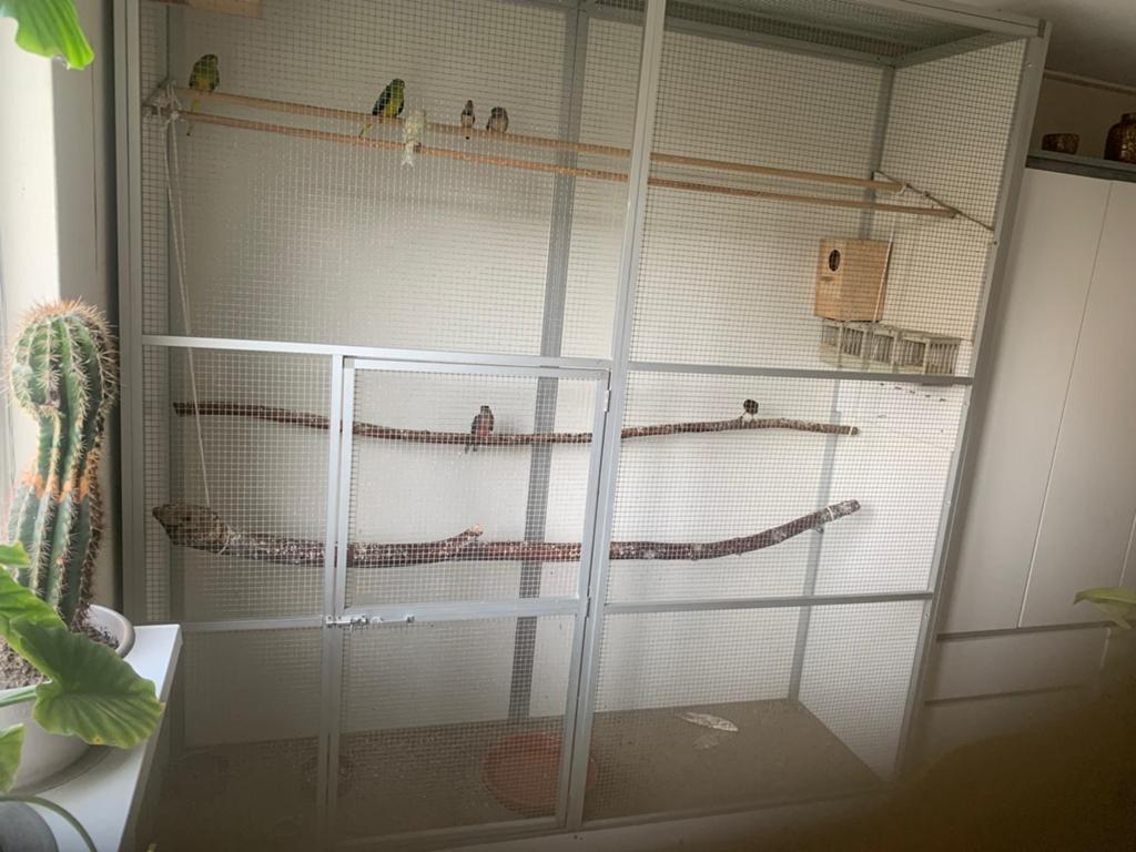 Voillere met vogels, Dieren en Toebehoren, Vogels | Hokken en Kooien, Ophalen, Hout, Volière