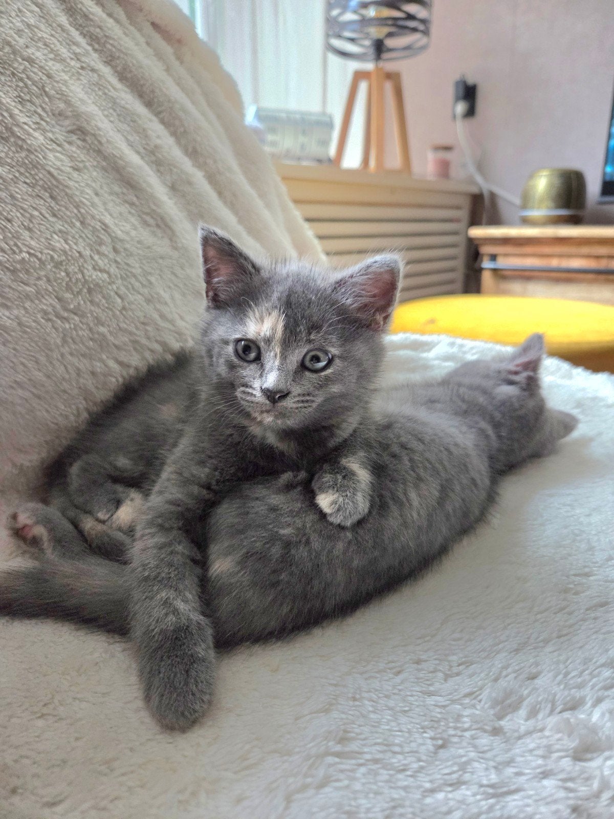2 lieve poesjes kruising britse langhaar/ europese korthaar, Poes