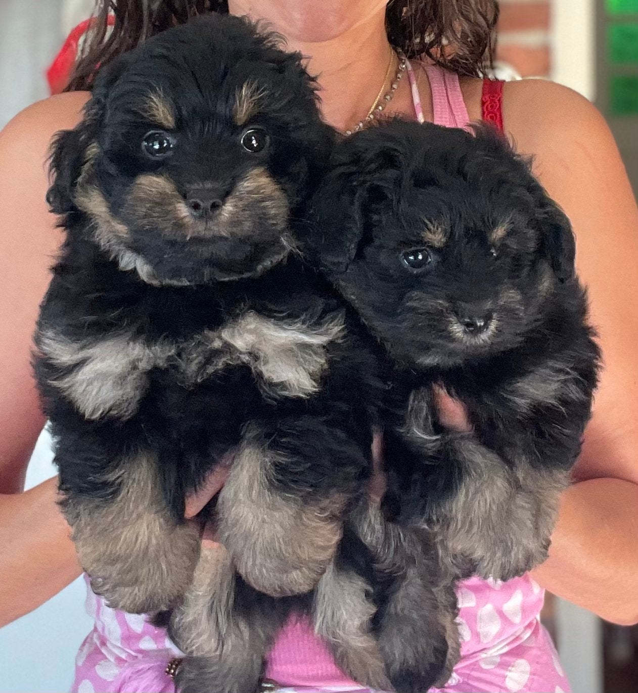 Pomapoo pups, Parvo, Overige rassen, 8 tot 15 weken, Meerdere