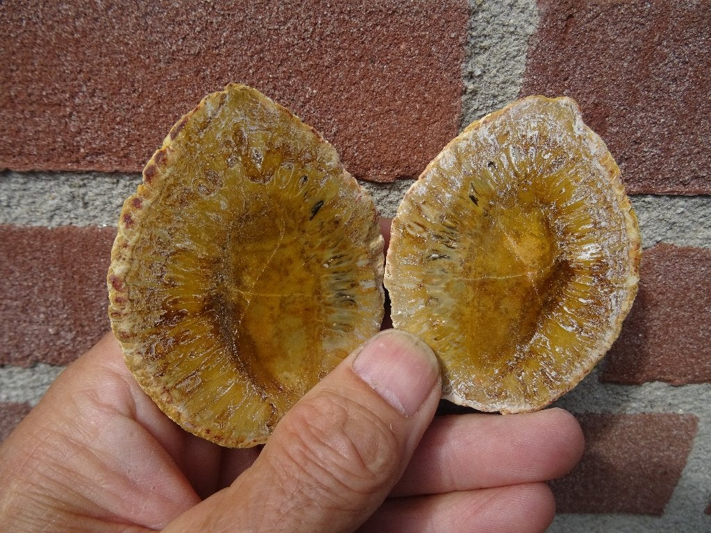 Araucaria mirabilis, petrified pine cone, Ophalen of Verzenden, Fossiel