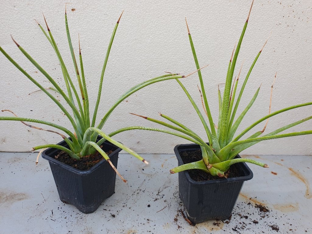 Agave stricta (kleine planten), Ophalen of Verzenden, Bloeit niet, Overige soorten, Volle zon
