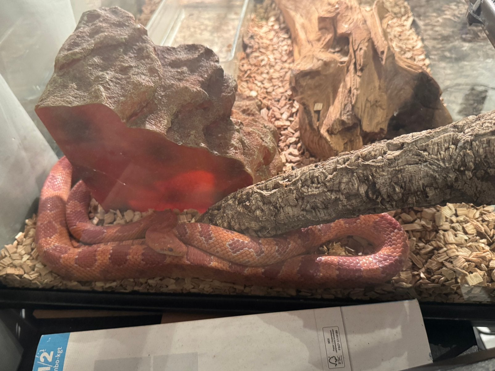 Rattenslang Rat Snake - unknown for sale from Kim