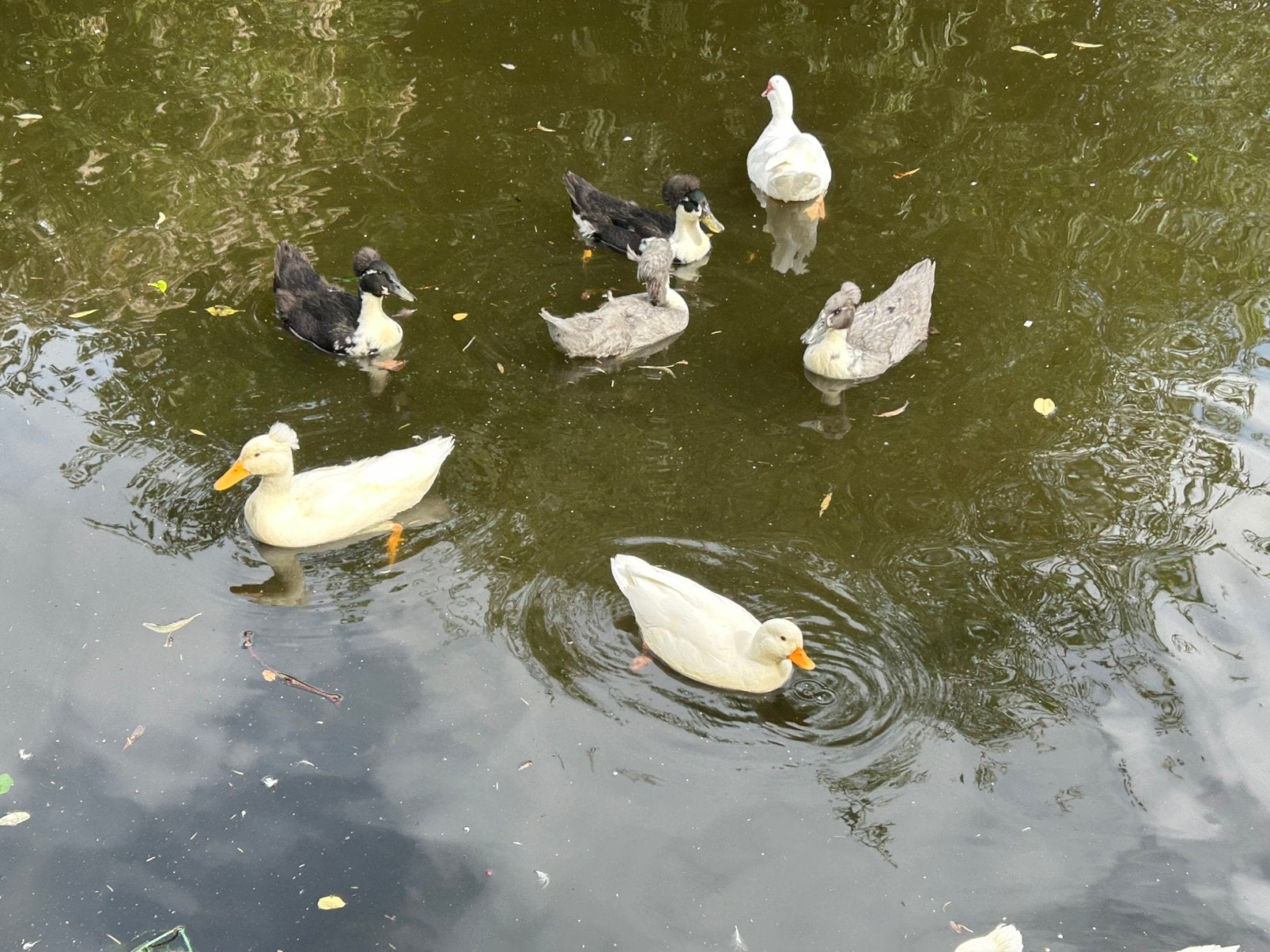 Oud Hollandse Kuifeenden aangeboden, Dieren en Toebehoren, Mannelijk, Eend