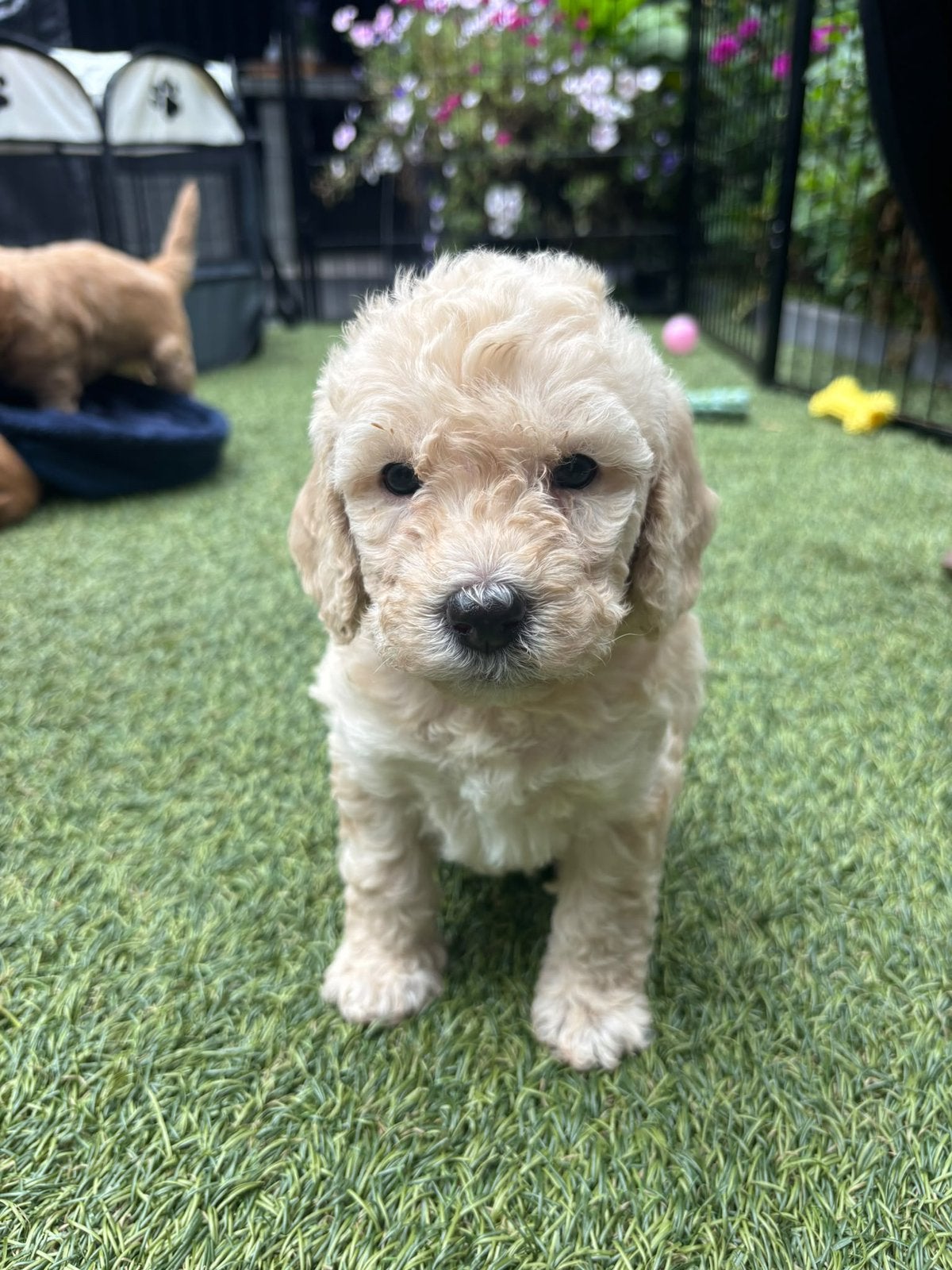 Labradoodle (Teefje)beschikbaar, Dieren en Toebehoren, Overige rassen, 8 tot 15 weken, Teef, Meerdere