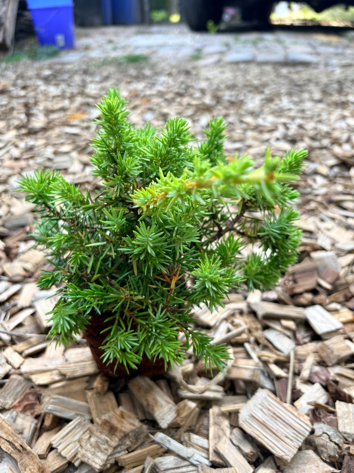 Juniperus conferta, Ophalen of Verzenden, Overige soorten, Minder dan 100 cm