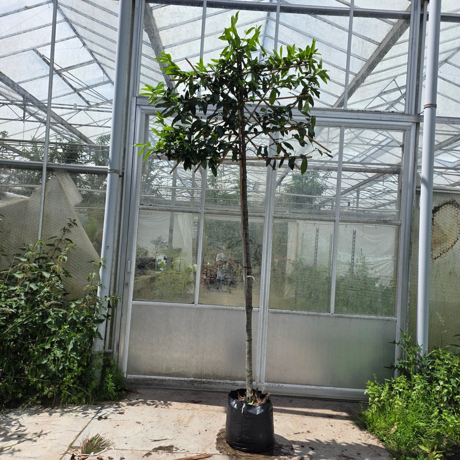 Prunus Caucasica Leibomen, In pot, Leiboom, Halfschaduw, Ophalen of Verzenden