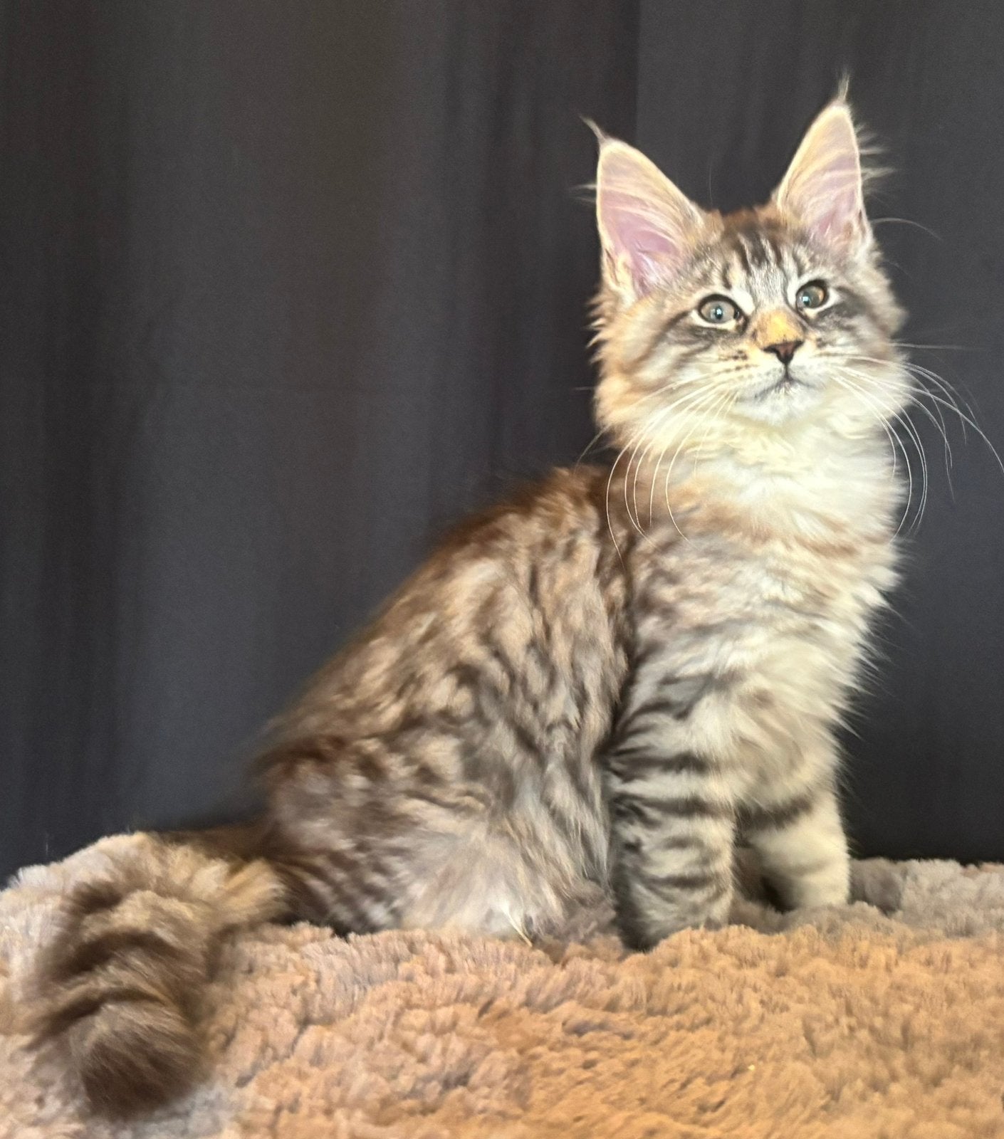 XXL Maine Coon Kittens beschikbaar €1450 met stamboom, Dieren en Toebehoren, Meerdere dieren, Met stamboom