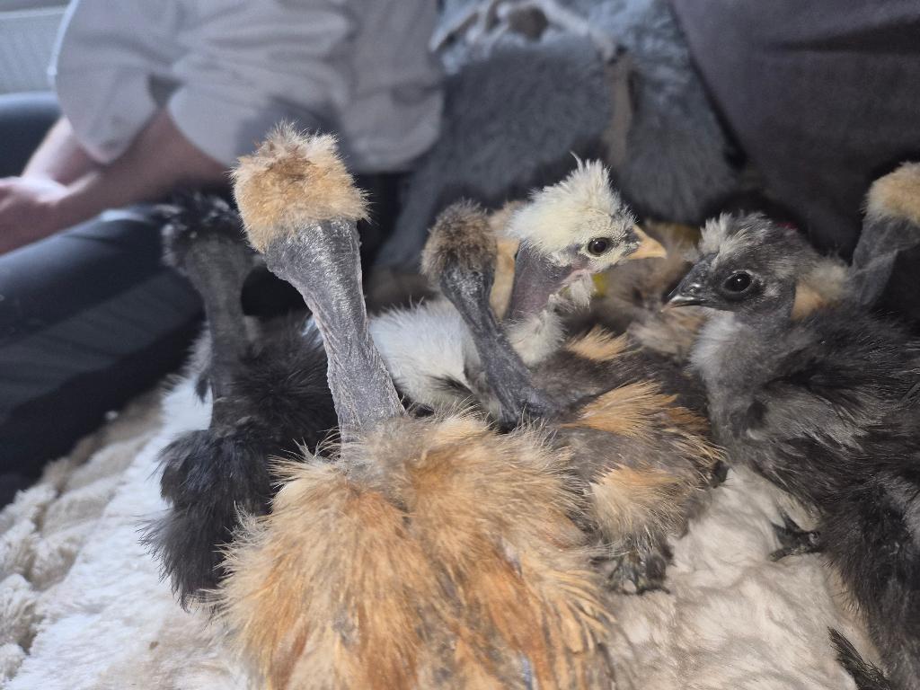 Zijdehoen kaalnek kuikens, Dieren en Toebehoren, Pluimvee, Kip, Geslacht onbekend