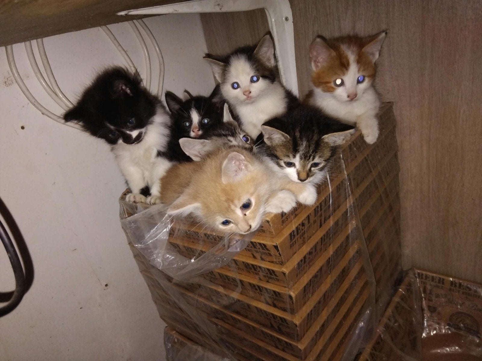 boerderij kittens, Dieren en Toebehoren, Meerdere dieren, 0 tot 2 jaar
