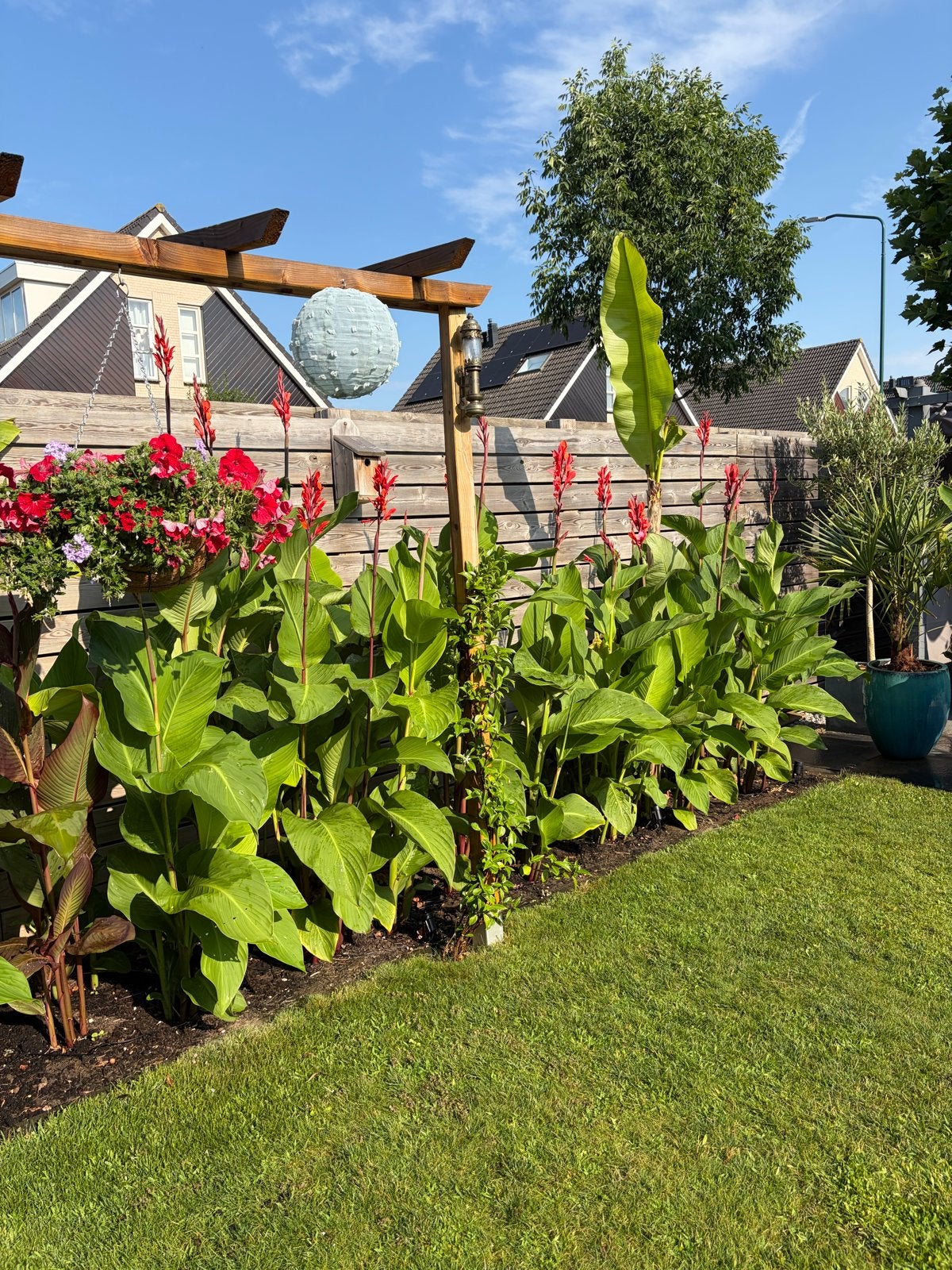 Canna Lelie Knollen - Prachtige Rode Bloemen voor uw Tuin, Ophalen, Voorjaar, Volle zon, Knol